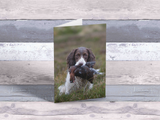 Springer Spaniel