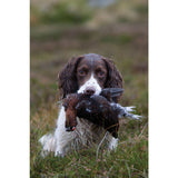 Springer Spaniel Card
