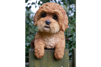 Fence Hanging Cockapoo Dog Sculpture Figurine Decoration