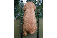 Fence Hanging Cockapoo Dog Sculpture Figurine Decoration