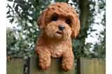 Fence Hanging Cockapoo Dog Sculpture Figurine Decoration