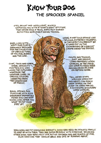 Know Your Dog - The Sprocker Spaniel - Greeting Card