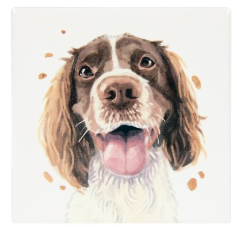 Brown and white Springer Spaniel picture on a mug Coaster