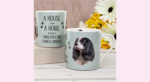 Cavalier King Charles Spaniel