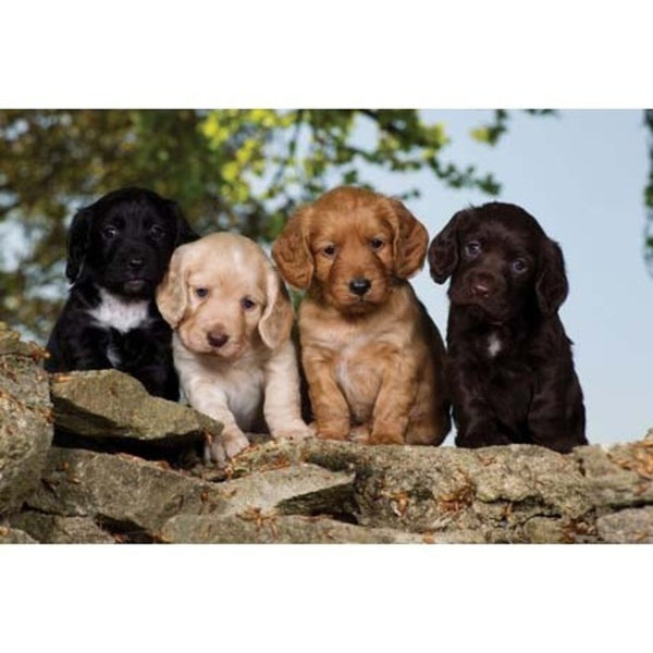 Cocker Spaniel Puppies