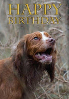 Cocker Spaniel Birthday Card