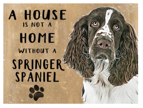 Springer Spaniel