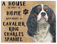cavalier king charles spaniel
