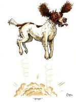 Springer