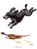 Wocker Cocker