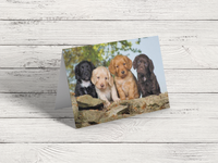 Cocker Spaniel Puppies