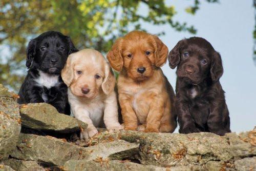 Working Cocker Spaniel Puppies Greeting Card – WockerCocker
