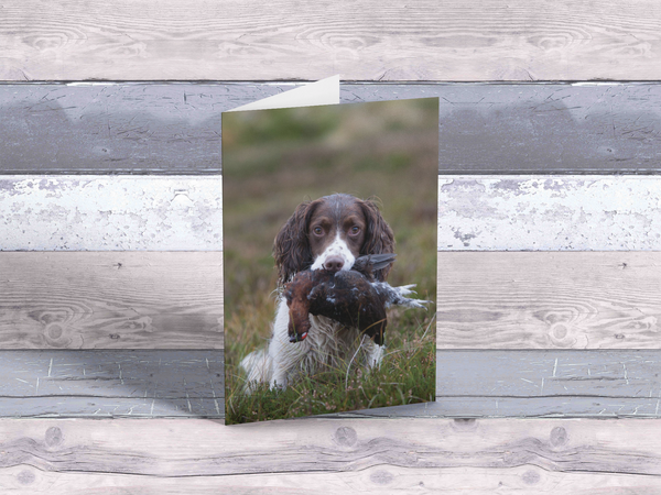 Springer Spaniel