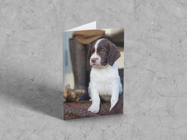 Springer Spaniel Puppy