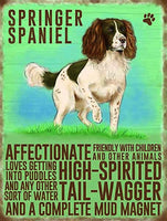 Springer Spaniel